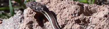 Garter Snake